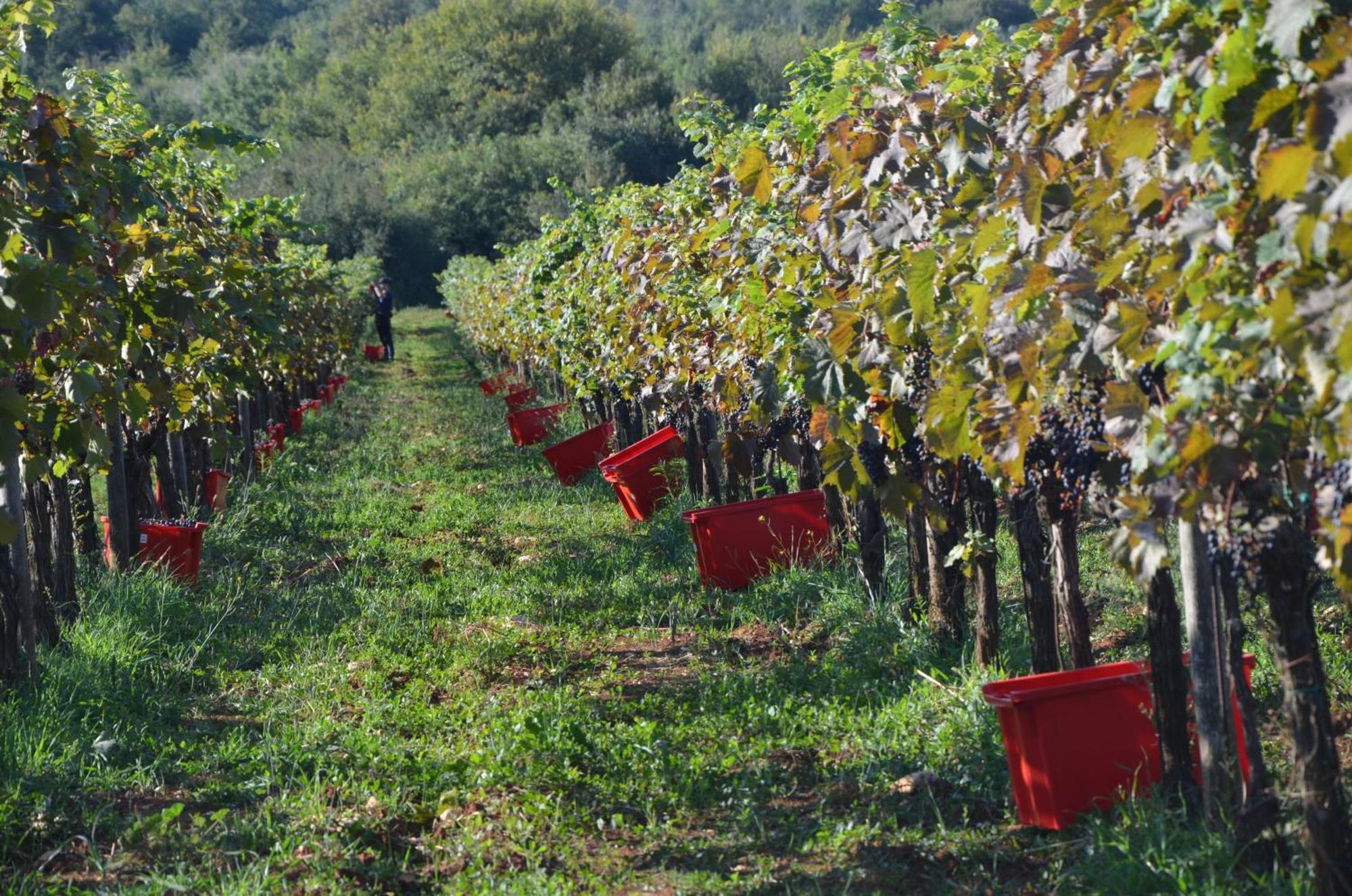 Villa Leopoldo By Istrian Country Houses Barat  Esterno foto