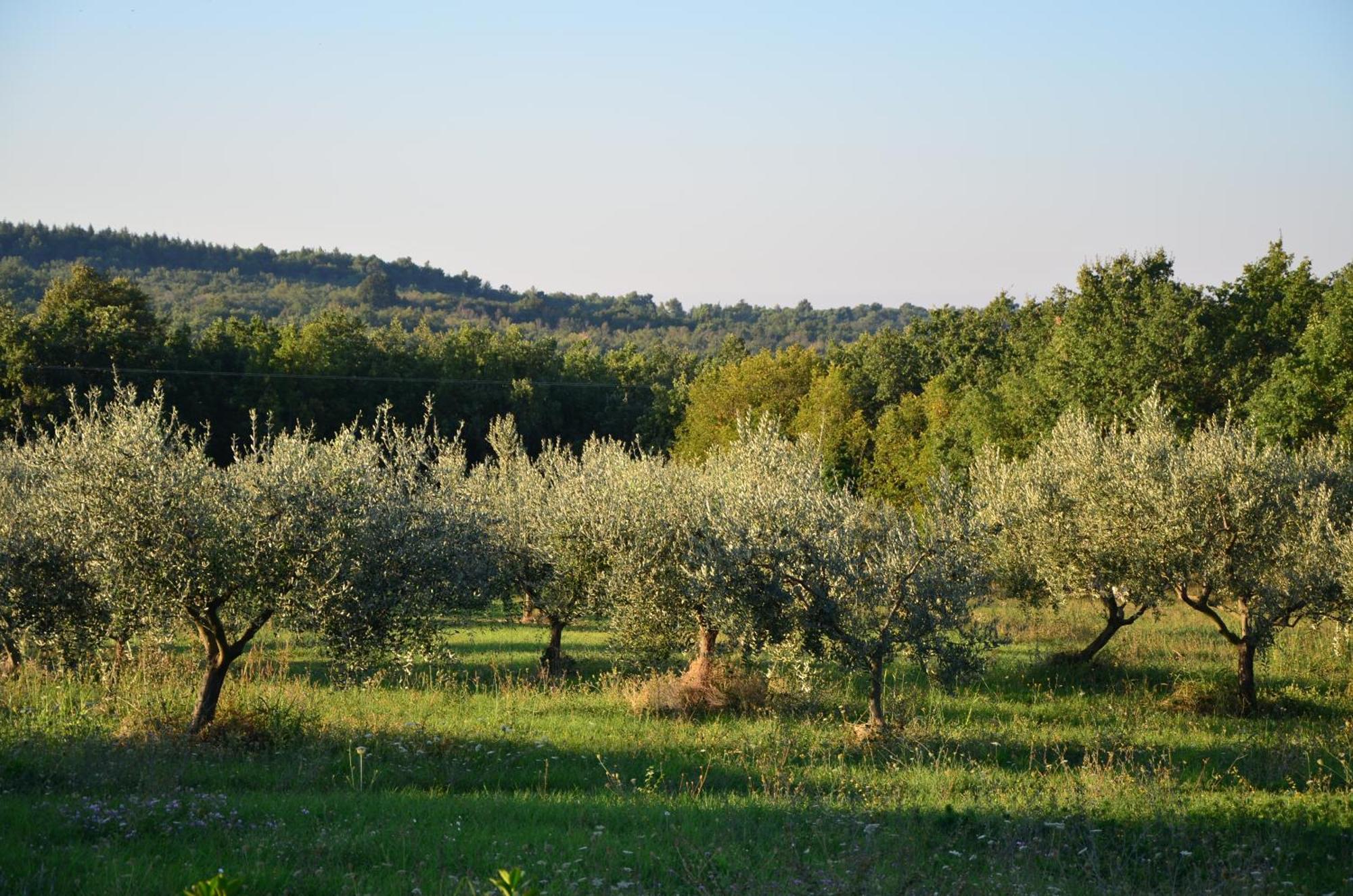 Villa Leopoldo By Istrian Country Houses Barat  Esterno foto