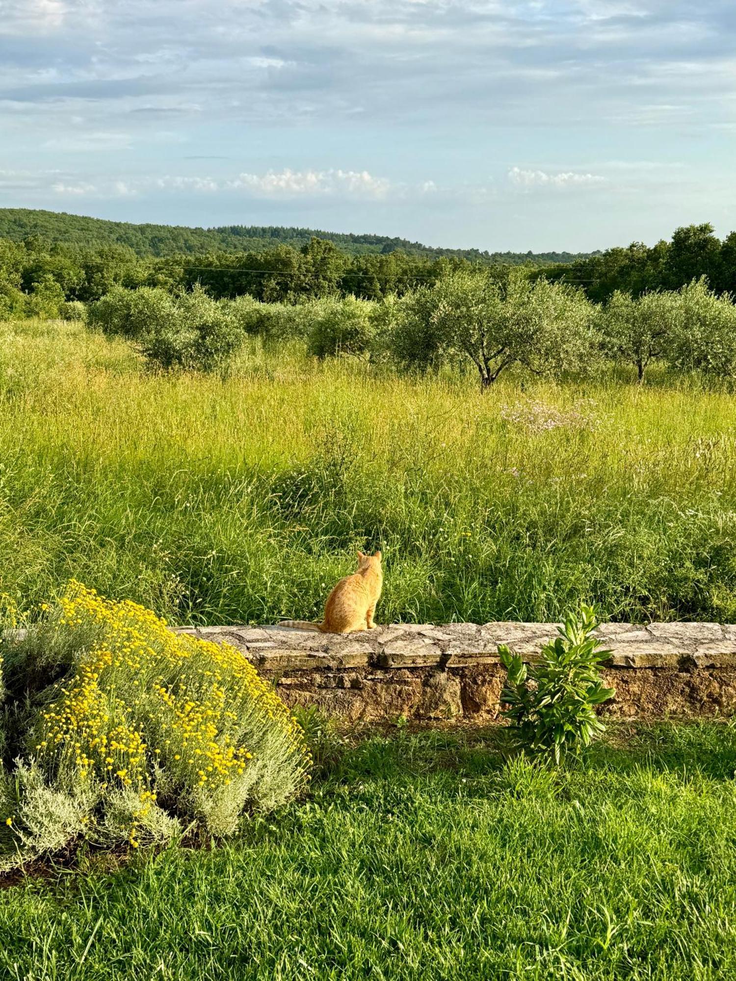 Villa Leopoldo By Istrian Country Houses Barat  Esterno foto